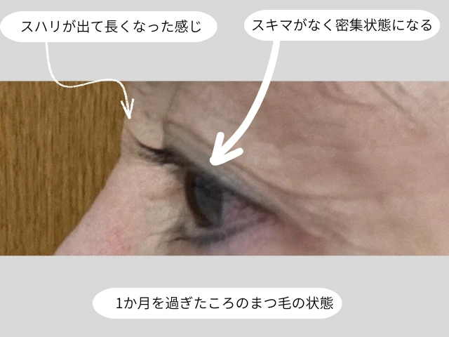 1か月を過ぎたころのまつ毛の状態