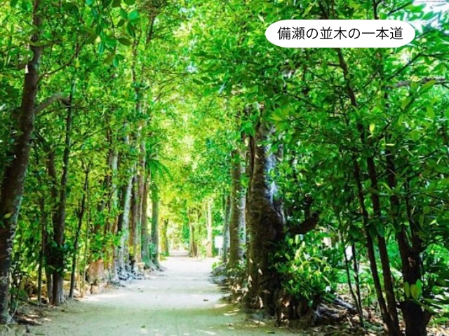 備瀬の並木の一本道