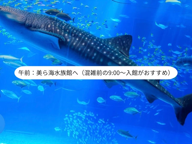 午前：美ら海水族館へ（混雑前の900〜入館がおすすめ）